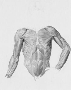 The Physiology of Muscle Contraction: How Nerve Signals Make Muscles Move
